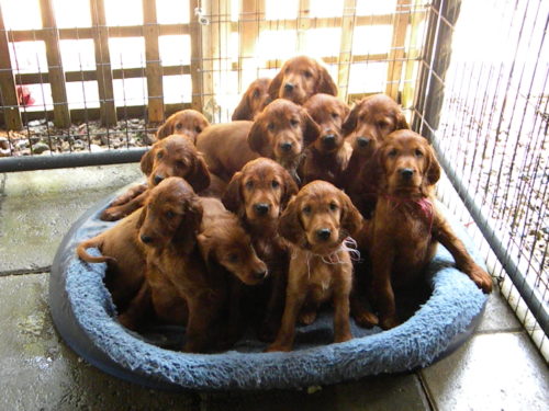 Forever Litter 2010 April a dozen irish setters 