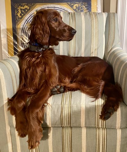 Irish setter best sale near me